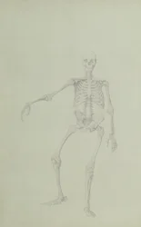 Människoskelett, framifrån, höger arm utsträckt, illustration från "En jämförande anatomisk utläggning av människokroppens struktur med en tiger och en höns", 1795-1806 (gra